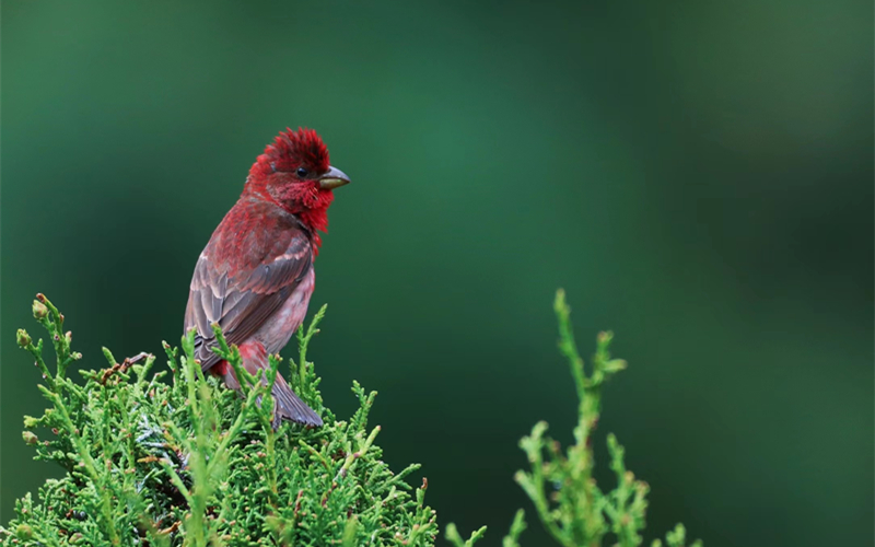普通朱雀。江文江措攝