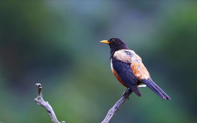 棕背黑頭鶇。江文江措攝