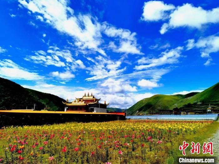 近百畝百合花競相開放，景色誘人?！∪捞量h委宣傳部供圖