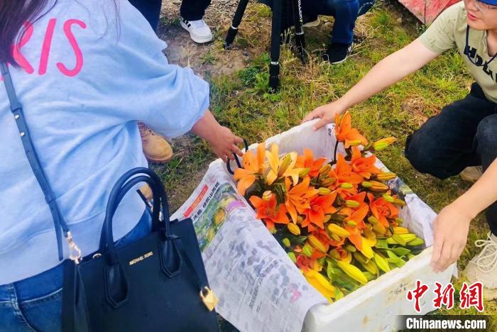 村民采摘百合花。　壤塘縣委宣傳部供圖