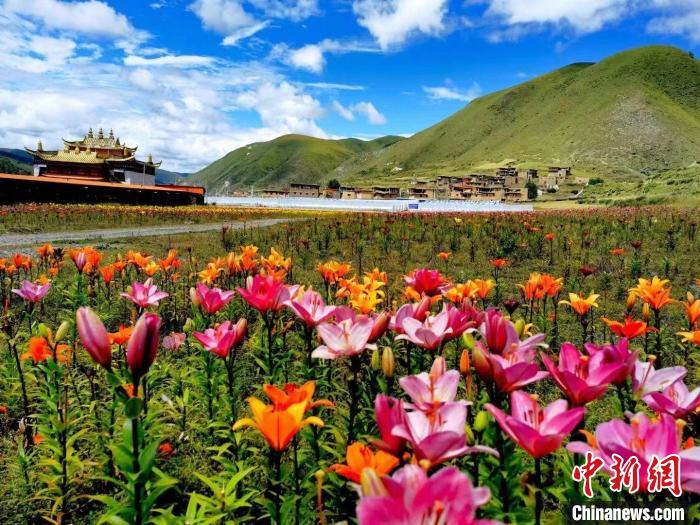 近百畝百合花競相開放，景色誘人?！∪捞量h委宣傳部供圖