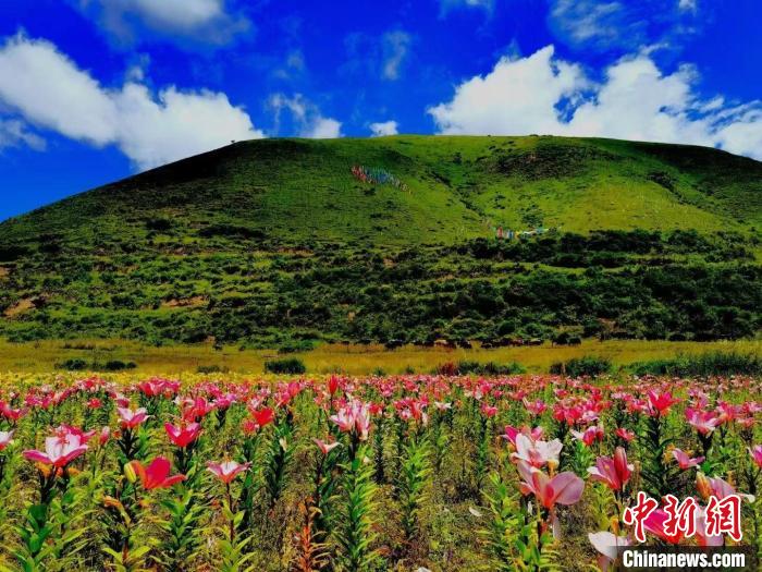 近百畝百合花競相開放，景色誘人?！∪捞量h委宣傳部供圖