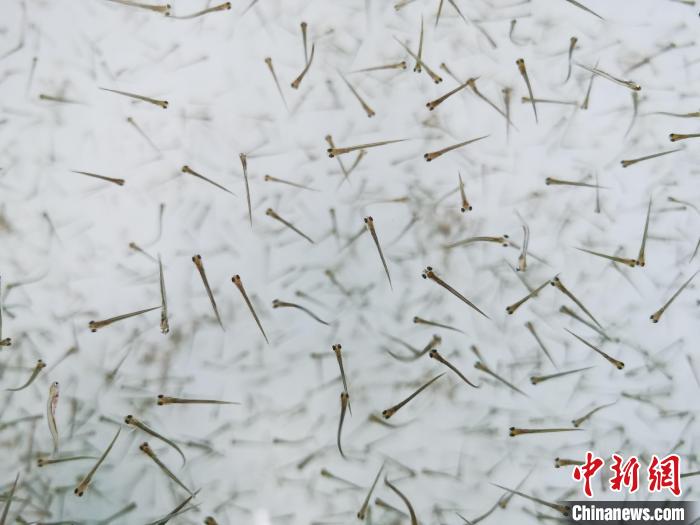 探訪青海湖湟魚“育嬰室”：“密集”育苗，體重10克放流