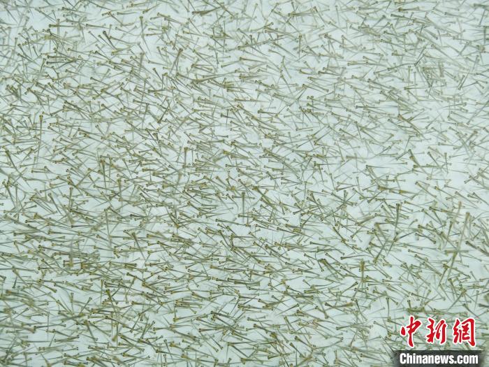 圖為密集培育的魚苗?！?zhí)砀?攝