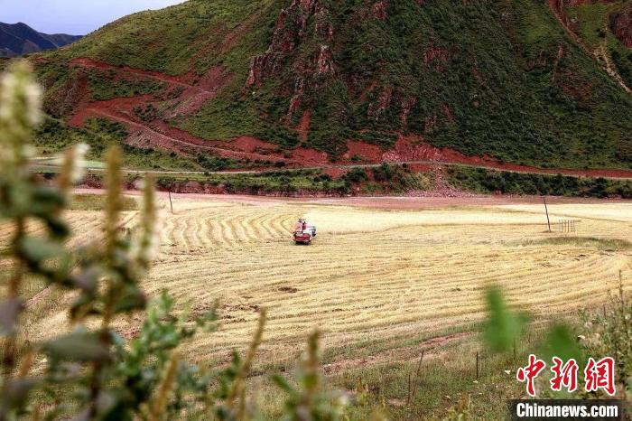 青海玉樹完成青稞秋收面積11.4萬畝