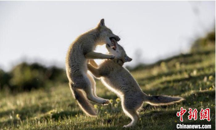 圖為郝進芳的作品《難分勝負》?！∏嗪Ｊ∑钸B山自然保護協(xié)會供圖