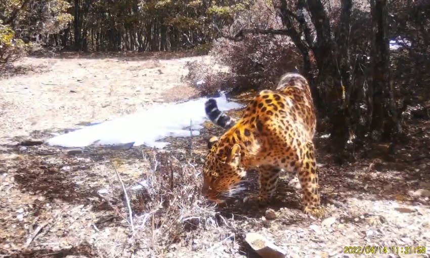 金錢豹。涼山州委宣傳部供圖