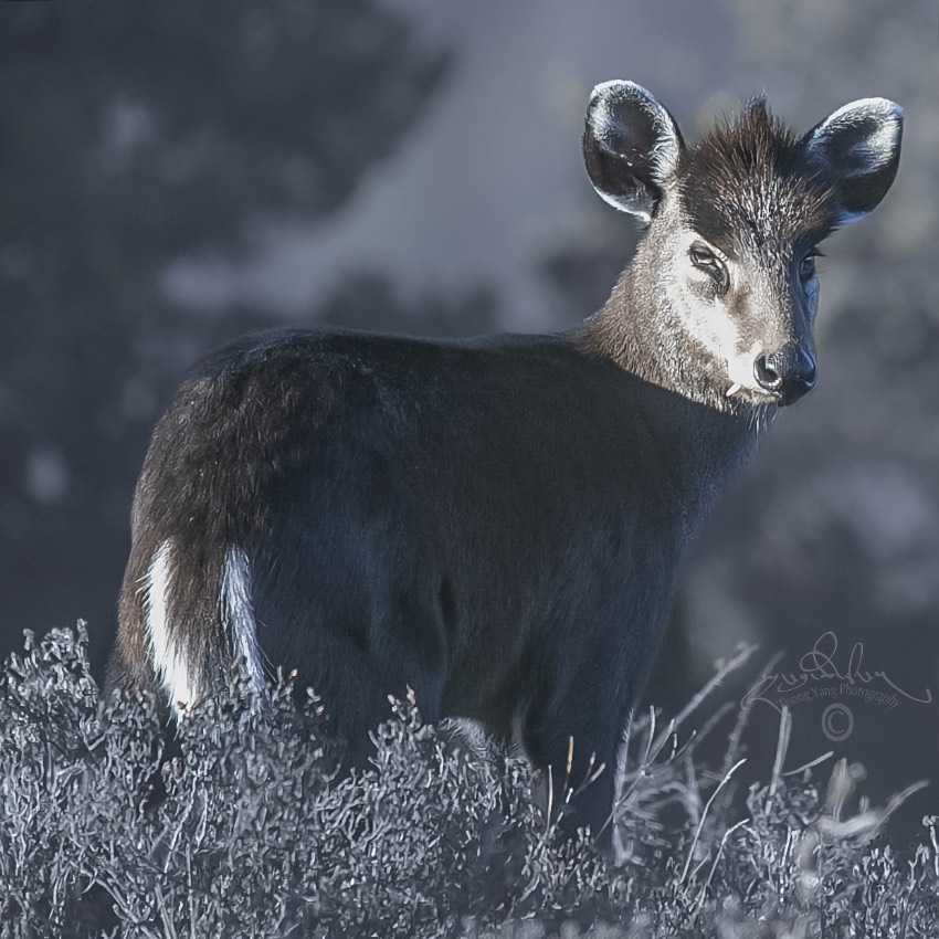 毛冠鹿。涼山州委宣傳部供圖