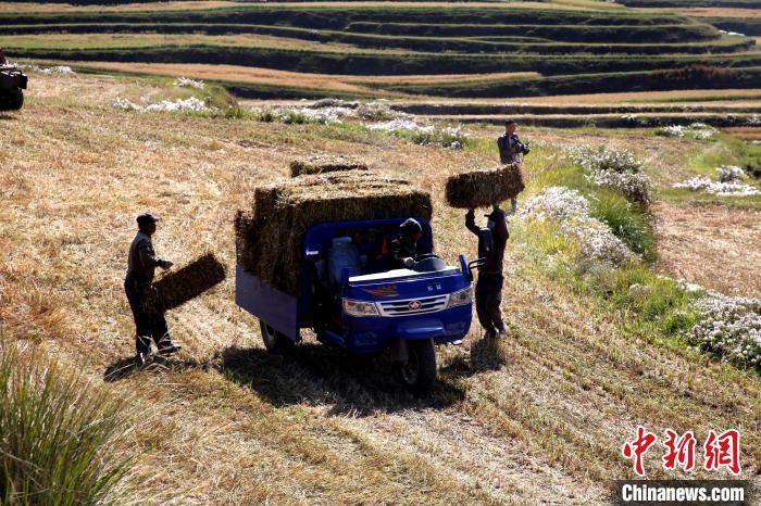 圖為飼草晾曬、打捆?！●R芝芬 攝