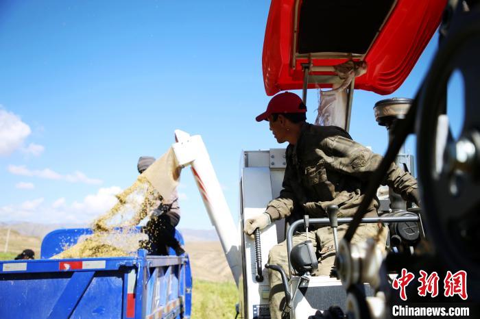 圖為飼草收割?！●R芝芬 攝
