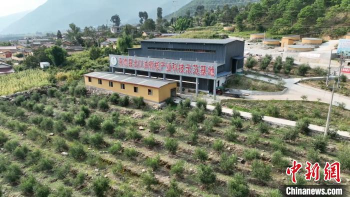 伍合村的油橄欖種植基地?！「呒午?攝