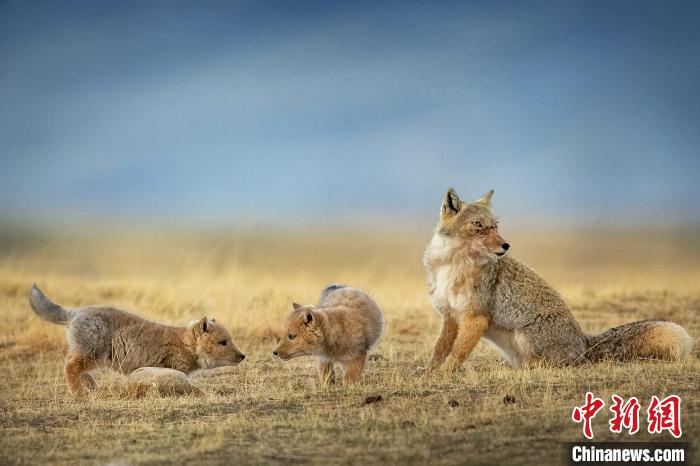 圖為焦生福的作品《居安思?！贰！∏嗪Ｊ∑钸B山自然保護(hù)協(xié)會(huì)供圖