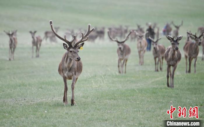 2022年夏日時(shí)節(jié)，甘肅張掖市肅南縣祁連山下的馬鹿養(yǎng)殖基地。(資料圖) 楊艷敏 攝