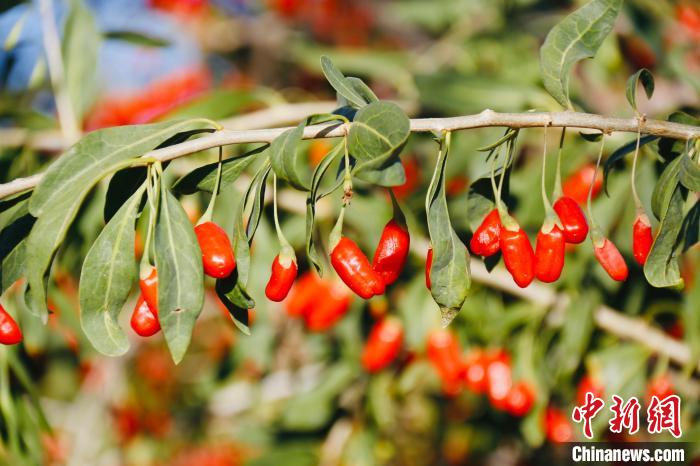 圖為柴達木盆地有機枸杞。　孫睿 攝