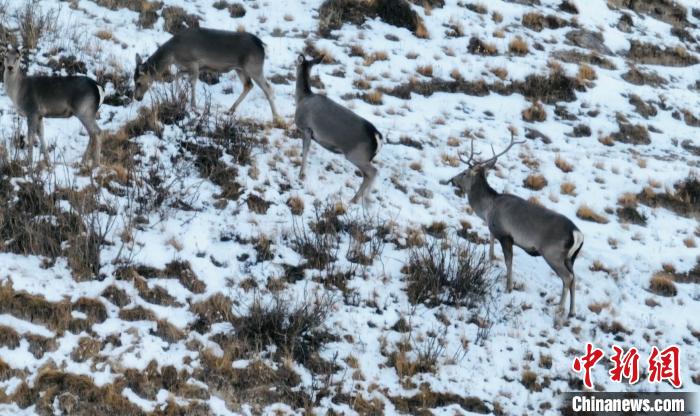 圖為巖羊和馬鹿集體覓食?！《继m縣融媒體中心 供圖