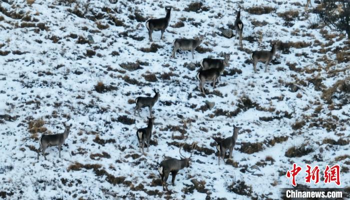 圖為巖羊和馬鹿集體覓食?！《继m縣融媒體中心 供圖