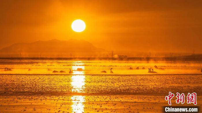 圖為天鵝群在湖中休憩?！『螁⒔?攝