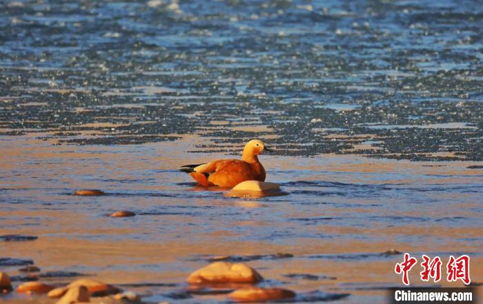 圖為赤麻鴨自在游曳?！“兹斩〔冀?攝