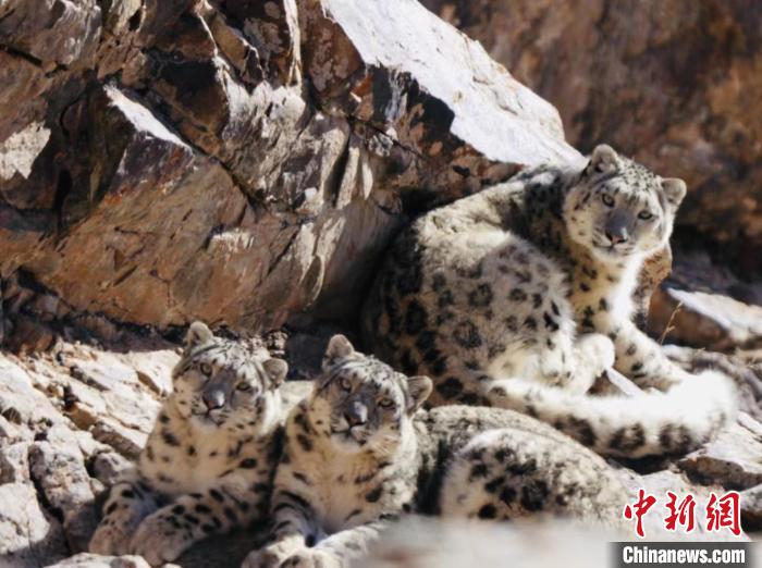 青海都蘭：雪豹、兔猻等多種珍稀野生動物亮相