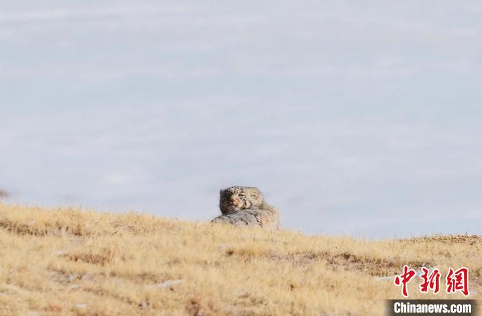 圖為回頭張望的兔猻?！±?攝