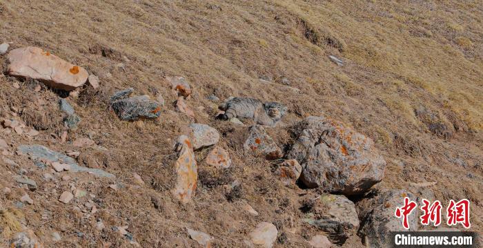 圖為兔猻?！±?攝