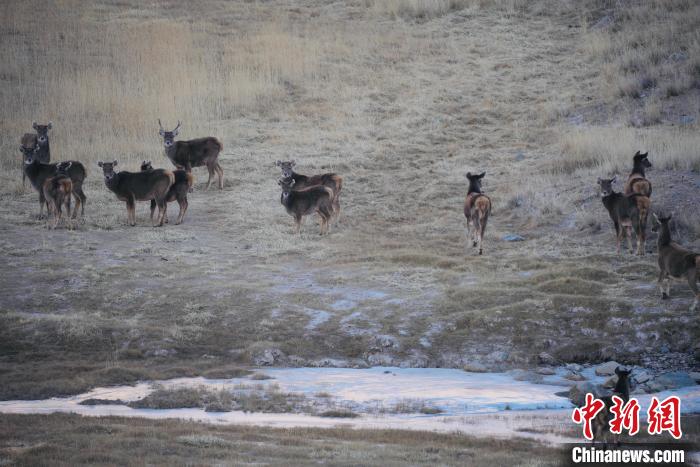 圖為都蘭縣境內(nèi)的野生動物?！±?攝