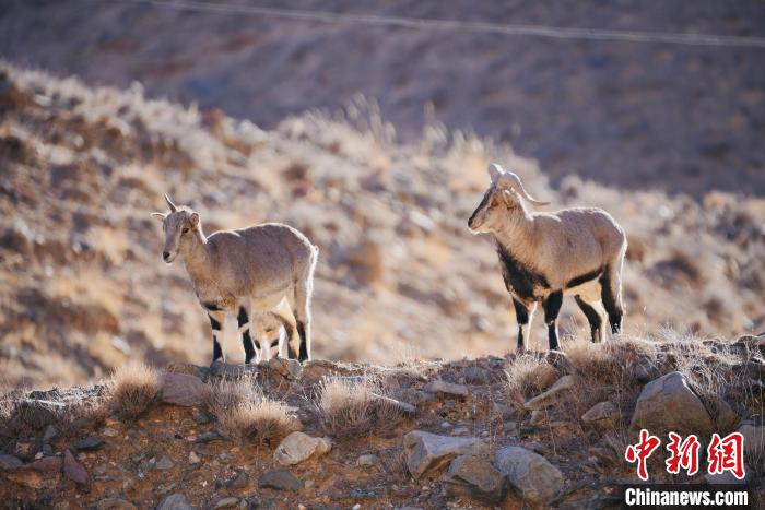 圖為都蘭縣境內(nèi)的野生動物?！±?攝