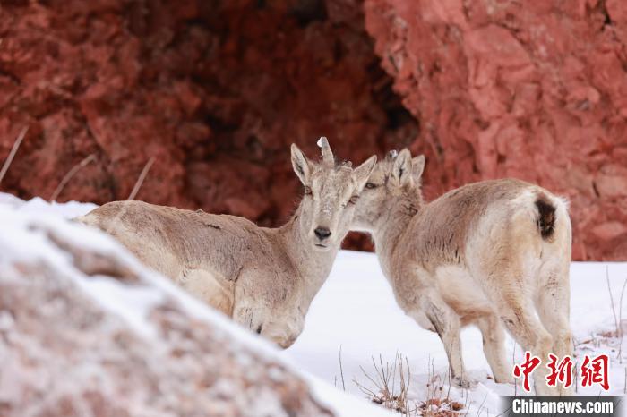 圖為在雪中悠然自得的巖羊?！“兹斩〔冀?攝