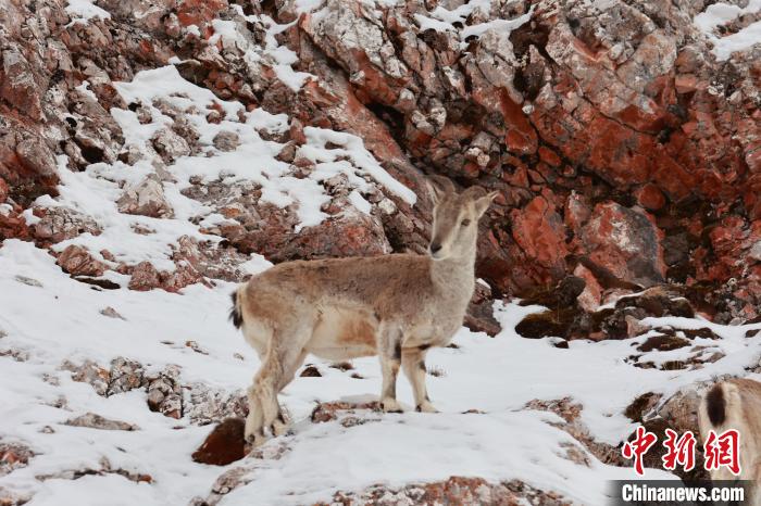 圖為在雪中悠然自得的巖羊?！“兹斩〔冀?攝