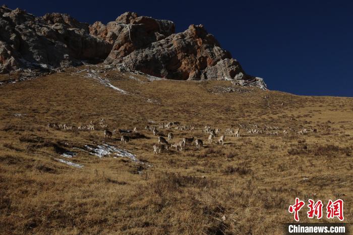 圖為巖羊群?！“兹斩〔冀?攝