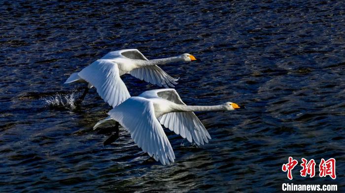 圖為兩只大天鵝?！黎?攝