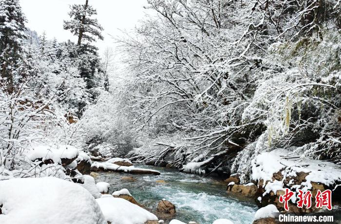 大熊貓國(guó)家公園王朗片區(qū)春雪如畫(huà)，宛若仙境?！×_春平 攝