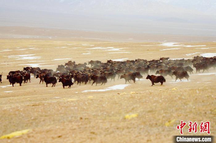圖為青海省治多縣索加鄉(xiāng)的牛群。(資料圖) 治多縣委宣傳部 供圖