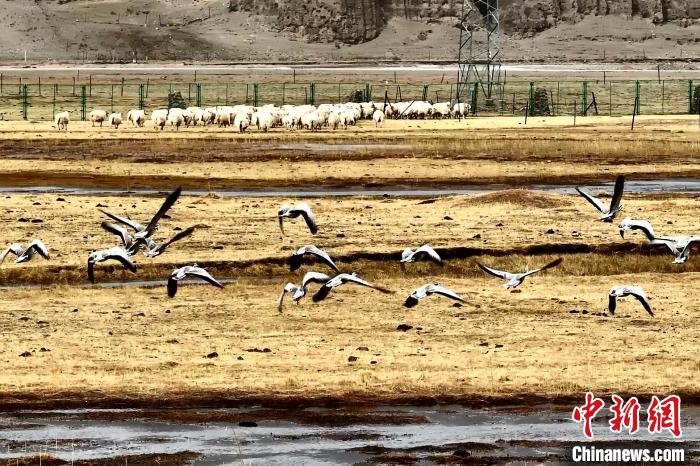 圖為斑頭雁在羊群邊飛翔?！“?攝