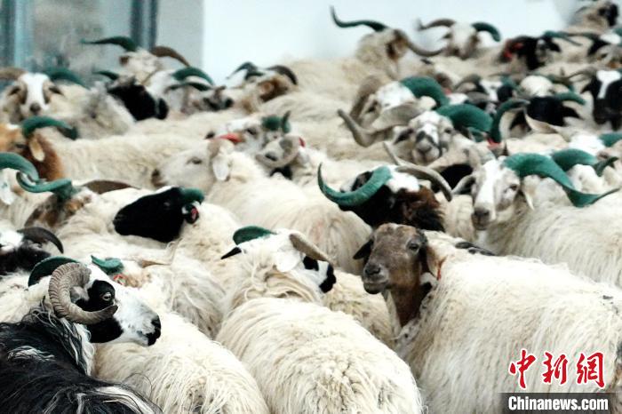圖為被評為國家農(nóng)產(chǎn)品地理標(biāo)志保護(hù)產(chǎn)品的剛察藏羊進(jìn)場入圈?！〔讨绢?攝