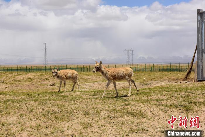 圖為可可西里國家級(jí)自然保護(hù)區(qū)內(nèi)的藏羚羊?！埢⒖?攝