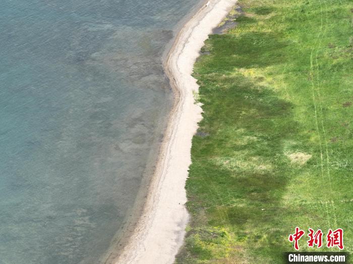 圖為航拍仲夏時(shí)節(jié)，青海湖畔綠茵如毯?！∑钤鲚?攝