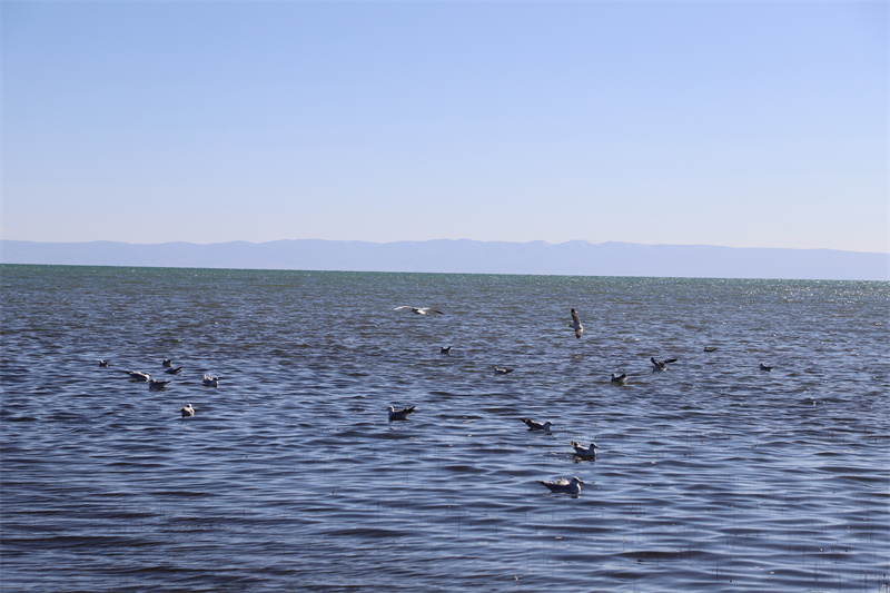 青海湖北岸仙女灣。才旦桑吾攝