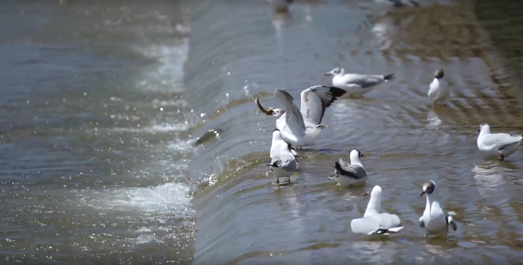 湟魚洄游奇觀。包雷攝