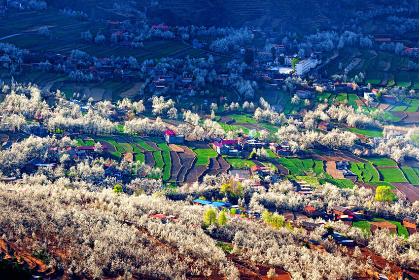大金川上看梨花，梨云悠悠，滿山遍野潔白一片。金川縣供圖