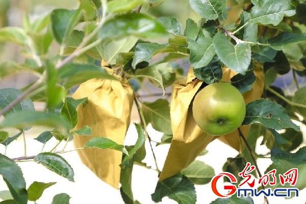 我們的家園｜小蘋果帶動大產(chǎn)業(yè)，帶你看看這座阿壩州小村的鄉(xiāng)村振興新模式