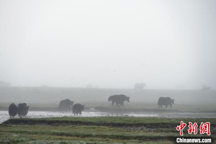 圖為成群牦牛在草灘上戲水漫步，宛如靜美水墨畫?！●R銘言 攝