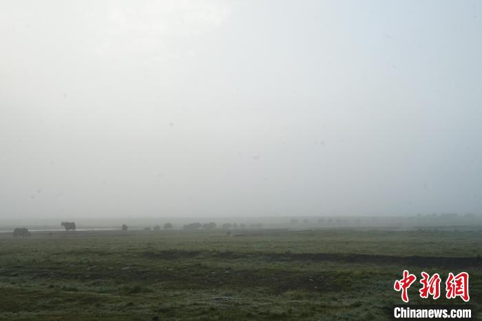 圖為成群牦牛在草灘上覓食、漫步，宛如靜美水墨畫?！●R銘言 攝