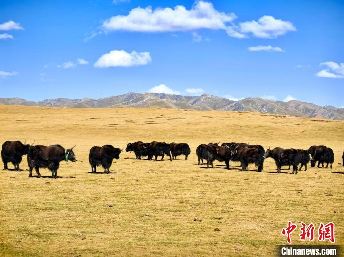 青海玉樹：初秋草原牧歌悠長(zhǎng)