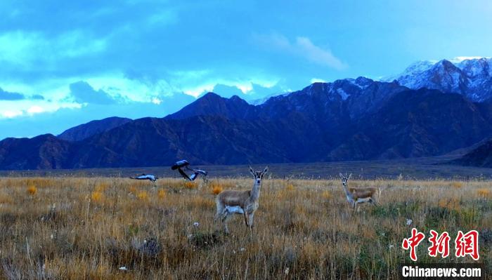 黑頸鶴、鵝喉羚多種野生動物“同框”現身青海都蘭湖國家濕地公園