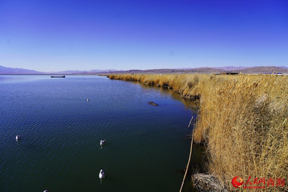 可魯克湖秋色如畫。人民網(wǎng) 陳明菊攝