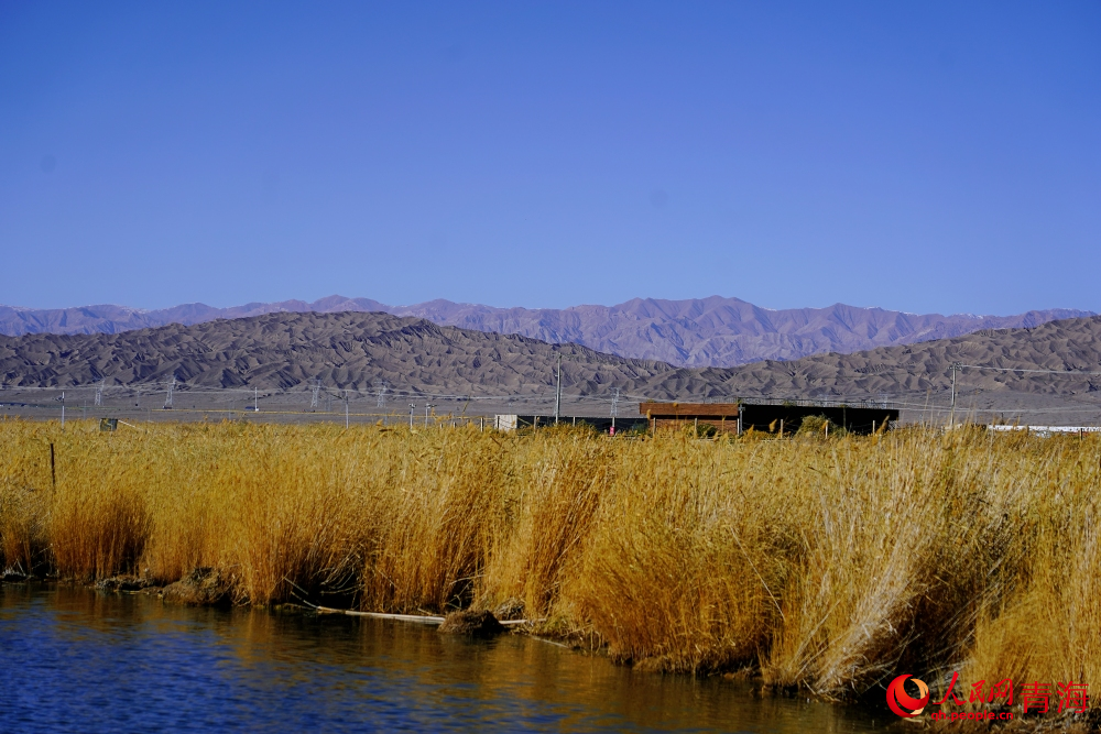 可魯克湖蘆葦蕩漾。人民網(wǎng) 陳明菊攝