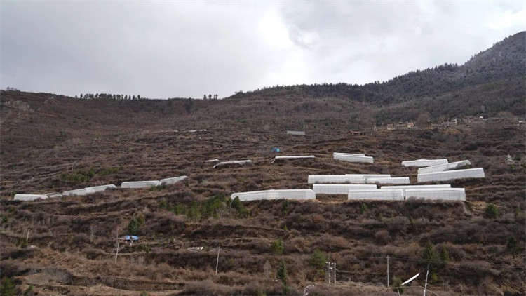 木日窩村藍(lán)莓示范基地。黑水縣融媒體中心供圖