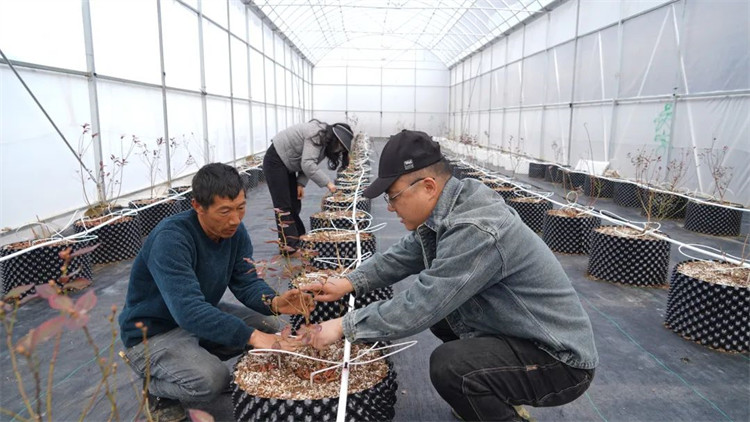 任宇和工人一起為藍(lán)莓苗修枝。黑水縣融媒體中心供圖