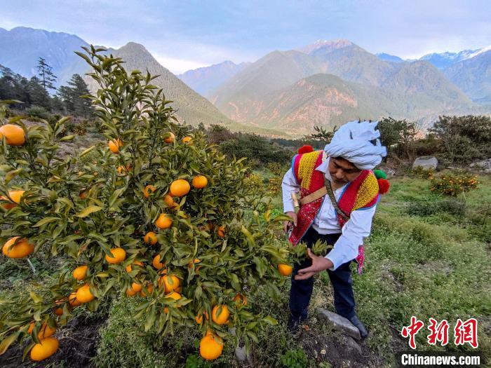 林芝下察隅鎮(zhèn)京都村101畝耙耙柑豐收?！〗w波 攝